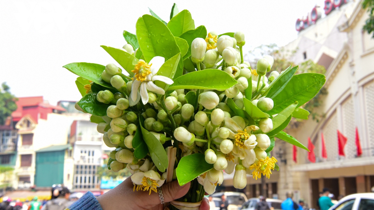 Scent of pomelo flowers fills streets of Hanoi